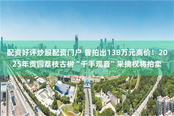 配资好评炒股配资门户 曾拍出138万元高价！2025年贡园荔枝古树“千手观音”采摘权将拍卖