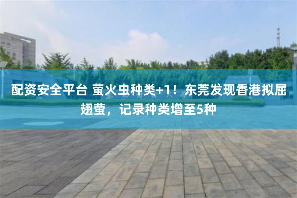 配资安全平台 萤火虫种类+1！东莞发现香港拟屈翅萤，记录种类增至5种