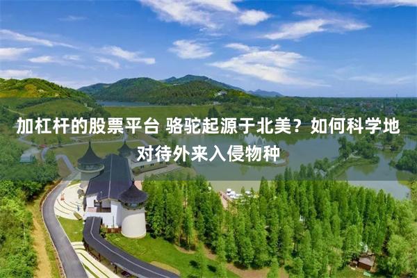 加杠杆的股票平台 骆驼起源于北美？如何科学地对待外来入侵物种