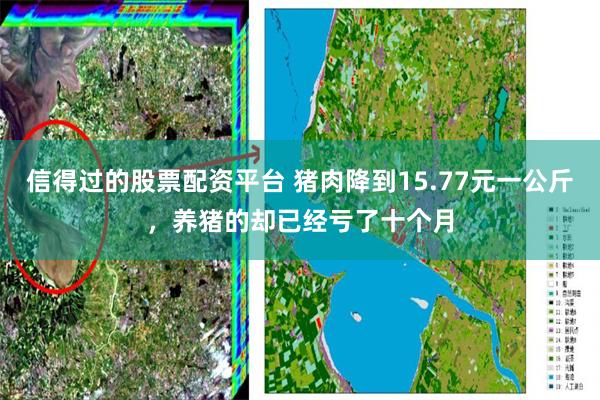 信得过的股票配资平台 猪肉降到15.77元一公斤，养猪的却已经亏了十个月